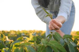 Portrait of a woman agronomist examined soybean leaves growing on the field. photo