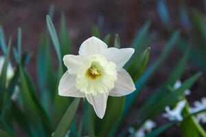 flowers in a flower bed, flowers bloom in spring, flowers in spring, flower bed photo