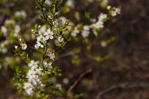 trees in spring, trees bloom in spring, branch, buds on a branch, beautiful background, young leaves and flowers on tree branches photo