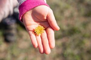 yellow dandelion against the sky, dandelion in hand against the sky, yellow dandelion in spring. Spring flowers. Beautiful background. photo