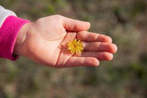 yellow dandelion against the sky, dandelion in hand against the sky, yellow dandelion in spring. Spring flowers. Beautiful background. photo