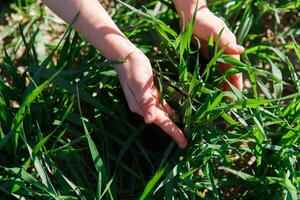 spring grass on the field, green grass, grass grows on the field, field in spring photo