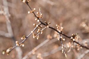 trees in spring, trees bloom in spring, branch, buds on a branch, beautiful background, young leaves and flowers on tree branches photo