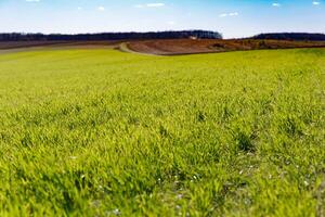 spring grass field and mountains, beautiful background, green grass, beautiful sky over the field photo