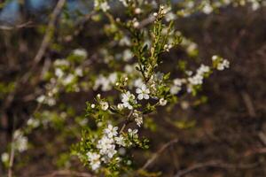 trees in spring, trees bloom in spring, branch, buds on a branch, beautiful background, young leaves and flowers on tree branches photo