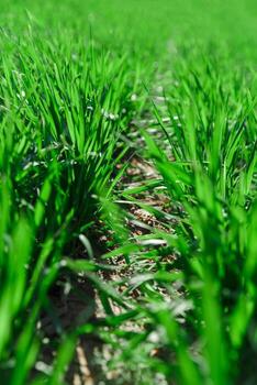 spring grass on the field, green grass, grass grows on the field, field in spring photo