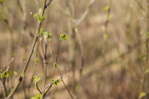 trees in spring, trees bloom in spring, branch, buds on a branch, beautiful background, young leaves and flowers on tree branches photo