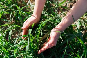 spring grass on the field, green grass, grass grows on the field, field in spring photo