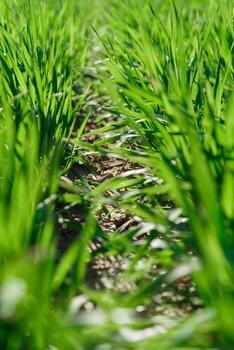 spring grass on the field, green grass, grass grows on the field, field in spring photo