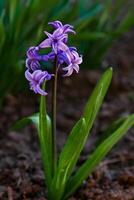 flowers in a flower bed, flowers bloom in spring, flowers in spring, flower bed photo