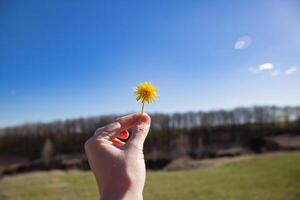 amarillo diente de león en contra el cielo, diente de león en mano en contra el cielo, amarillo diente de león en primavera. primavera flores hermosa antecedentes. foto