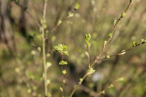 trees in spring, trees bloom in spring, branch, buds on a branch, beautiful background, young leaves and flowers on tree branches photo