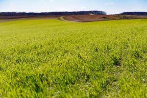 spring grass on the field, green grass, grass grows on the field, field in spring photo