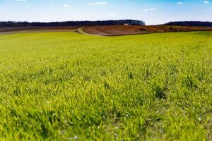 spring grass field and mountains, beautiful background, green grass, beautiful sky over the field photo