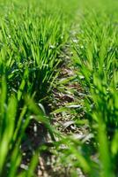 spring grass on the field, green grass, grass grows on the field, field in spring photo