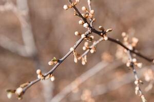 trees in spring, trees bloom in spring, branch, buds on a branch, beautiful background, young leaves and flowers on tree branches photo