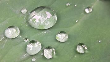 macro foto de gotas de lluvia en hojas