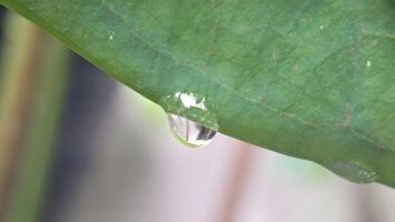 a drop of water is on a leaf photo