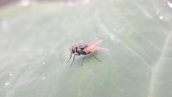 un mosca en un hoja con agua gotas en eso foto