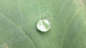 un soltar de agua en un hoja foto