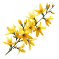 ai generiert ein Forsythie Blume Ast platzt mit hell Gelb Blumen png