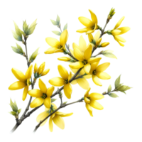 ai genererad en forsythia blomma gren skurar med ljus gul blommor png