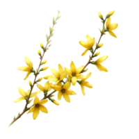 ai generado un forsitia flor rama estallidos con brillante amarillo flores png