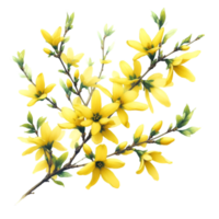 AI generated A forsythia flower branch bursts with bright yellow flowers png