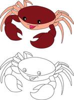 Crab Clipart Set. Colorful and Outline Crabs from The Sea Life vector