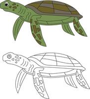 Sea Turtle Clipart Set. Outline and Colorful Turtles vector