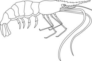 Outline Shrimp Clipart for Lovers of Marine Life vector