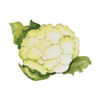 Watercolor cauliflower. Hand painted illustration in vintage style. vector