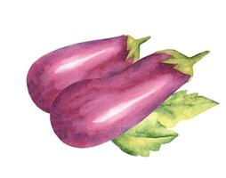 Eggplants with leaves. Vegetables composition. Hand drawn botanical watercolor illustration. vector