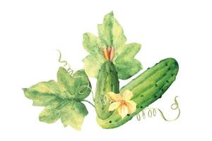 Cucumbers plant with leaves and flowers. Vegetable composition. Hand drawn botanical watercolor illustration. vector