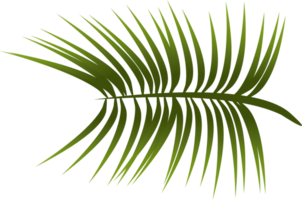 folha de palmeira isolada png
