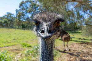 AI generated Emu in nature with close-up of feathers and beak looking at camera photo