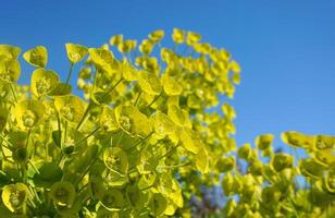 euforia mirsinitas floración hojas perennes perenne planta cerca arriba. además conocido como mirto euforbio, azul euforbio o de hoja ancha glauco-spurge. foto