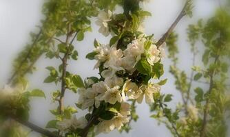 hermosa y delicado manzana flores en el Mañana Dom cerca arriba. manzana florecer. primavera antecedentes. foto