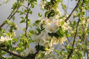 hermosa y delicado manzana flores en el Mañana Dom cerca arriba. manzana florecer. primavera antecedentes. foto