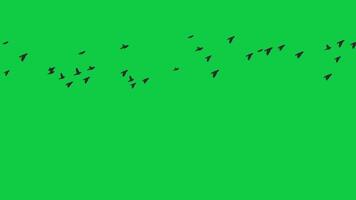 Silhouette Birds Flock flying loop animation on green screen background video