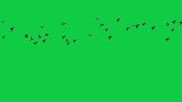 Silhouette Birds Flock flying loop animation on green screen background video