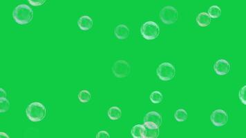 Realistic soap bubbles flying, floating around randomly loop animation on green screen background video