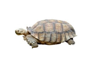 African spurred tortoise or Geochelone sulcata isolated png