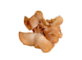 ear mushroom or Jew's ear isolated png