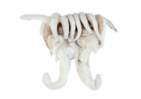 tentacoli di calamaro isolato png