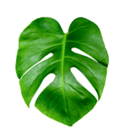 Green leaves pattern ,leaf monstera isolated png