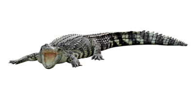 Crocodile opens its mouth isolated png