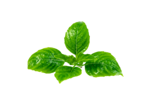 leaf  fresh basil isolated. Green leaves pattern png