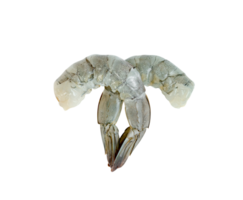 Peeled shrimp raw isolated png