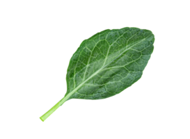 Chinese kale isolated, Green leaves of collards pattern png
